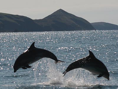 Dolphins - Cardigan Bay